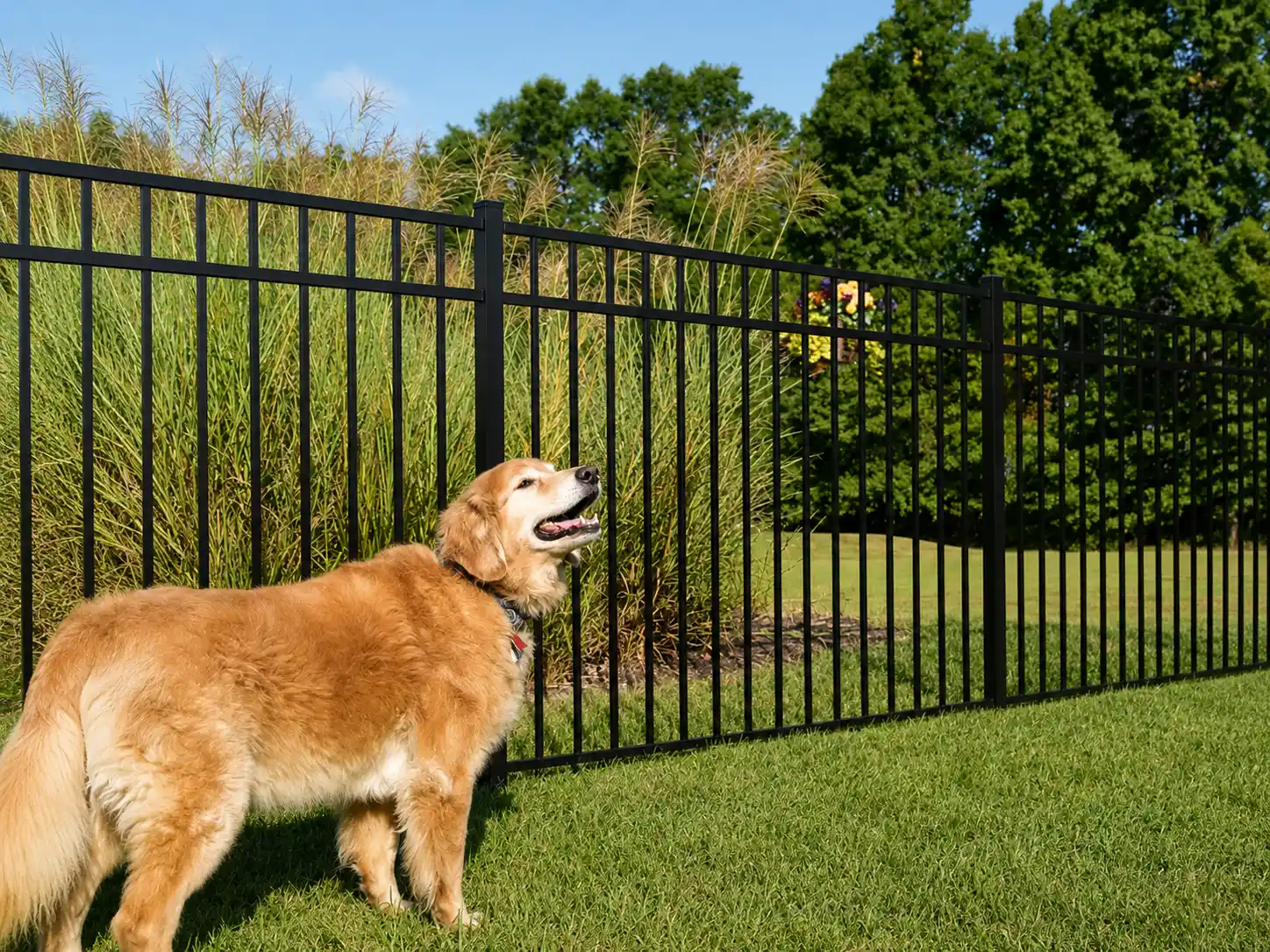 Black flat top steel fence installed along a landscaped residential garden with a dog in the foreground